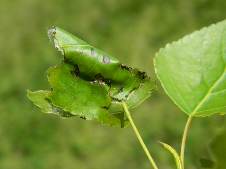 Schifezzuolidae: Gypsonoma minutana, Tortricidae